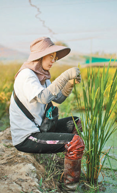 选育海水稻（记录中国）