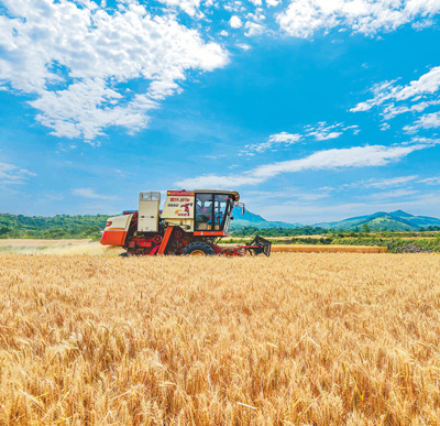 小麦人民日报图片:麦收进度达85%