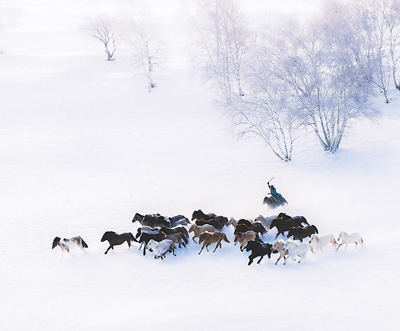 人民日报克什克腾旗图片:雪后放牧