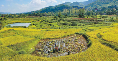 天池水稻图片:图片报道水稻