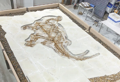 河北发现完好“热河生物群”恐龙化石