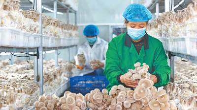 小菌菇长成大产业
