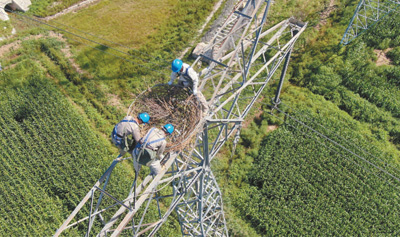 我国多地在输电铁塔上安装大量人工鸟巢，开展生物多样性监测