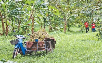 泰国多举措提升水果产销