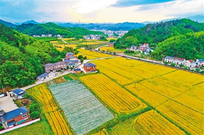 冬小麦面积实现近四年来首次增加 风吹麦浪 丰收在望