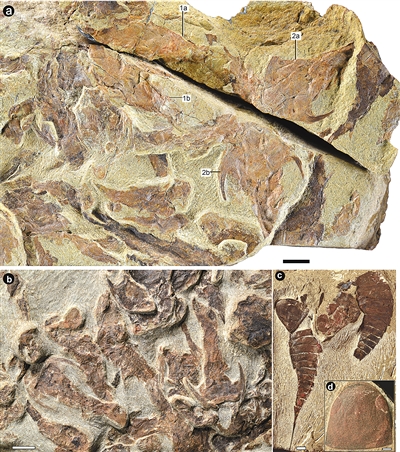 4.4亿年前鱼类化石，揭开生命演化奥秘（科技自立自强）