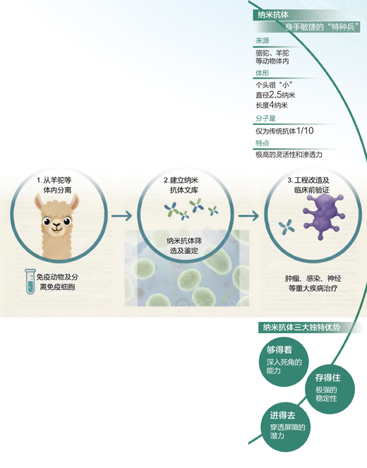 纳米抗体分离筛选示意图