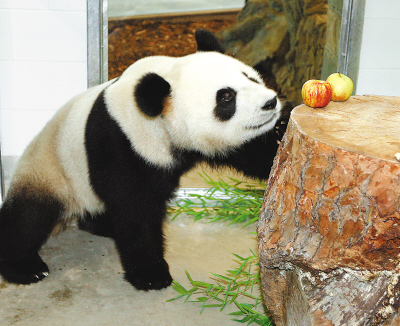 中国大熊猫抵澳大利亚