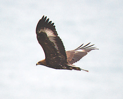 让鸟儿自由飞翔(探访国家自然保护区)