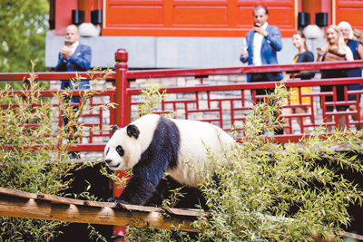 中国大熊猫“武雯”、“星雅”与荷兰公众正式见面