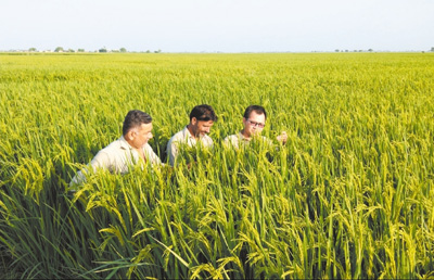 中巴合作培育杂交水稻将首次出口第三方市场