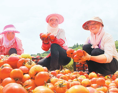西红柿彝族图片:贵州省卯关村村民在挑选西红柿