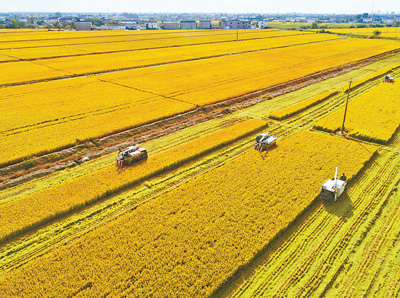 收割机水稻图片:丰收时节稻谷香