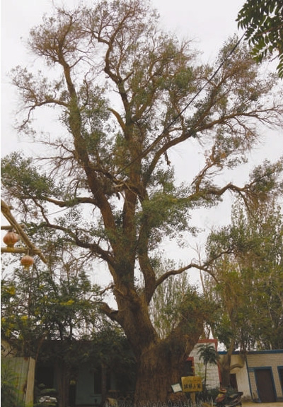 乔巴汗家的胡杨树经历1500年风风雨雨，依旧生机勃勃
