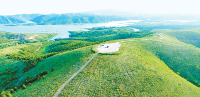 淅川县成活率图片:昔日荒山今披绿装