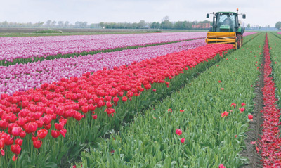 荷兰花卉业，美丽更有竞争力
