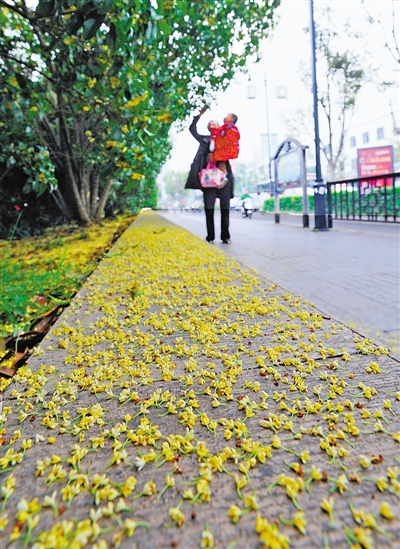 苏州街道上桂花落.         资料图片.