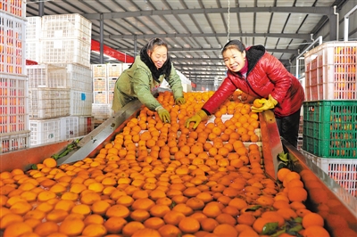 湖北秭归县迎来脐橙加工销售高峰