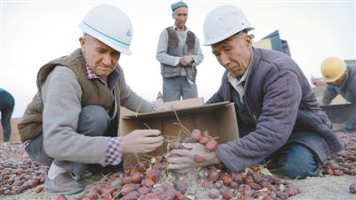淘宝助力新疆花园村打开红枣销路网上开店铺扶贫蹚新路