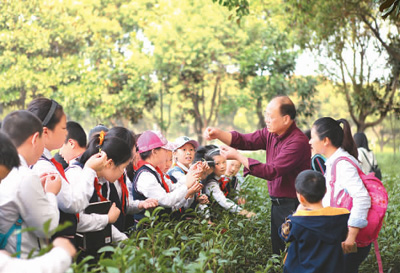 孩子們在雙塘村參加采茶研學游項目。