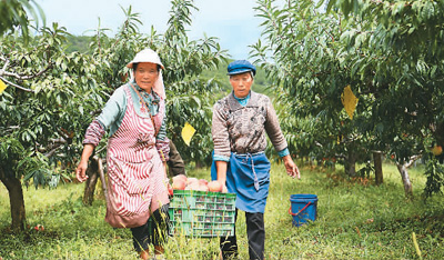 拉市鎮的果農正在搬運雪桃。趙慶祖攝