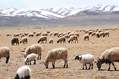 西藏畜牧业发展迅速