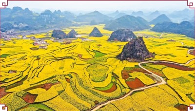 贵州省人民日报图片:油菜花开遍地金