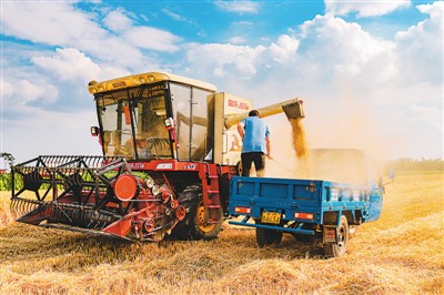 今年夏粮小麦增产丰收已成定局(今年的小麦和粮食又获得了大丰收)