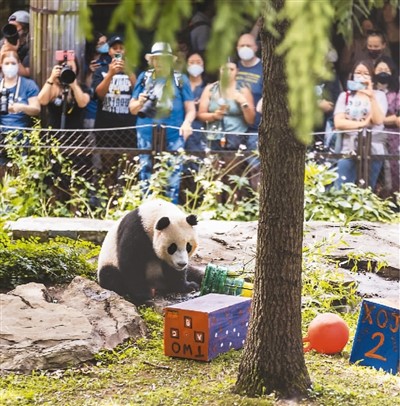 旅美大熊猫幼崽“小奇迹”两岁了