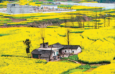 衡南县微软图片:春暖大地披新装