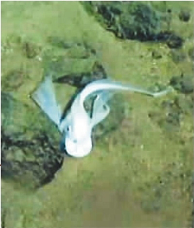 “蛟龙”马里亚纳海沟6699米处抓拍:狮子鱼这么游