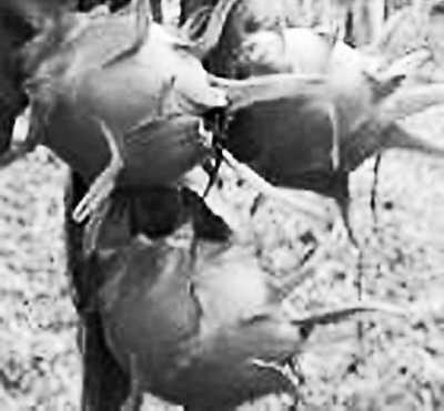 我在海外当农民:种火龙果