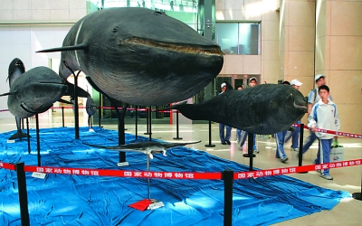北京奥运园区的中国首家动物博物馆今日开馆