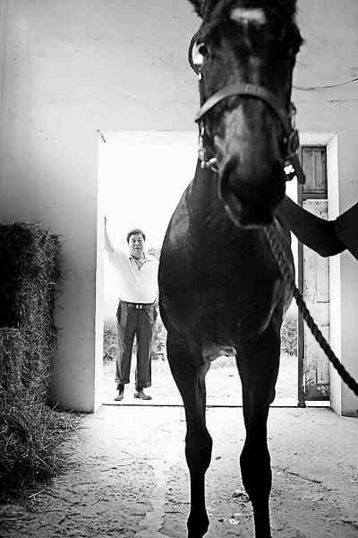 目标是血统过硬的公马探秘买马人背后的故事