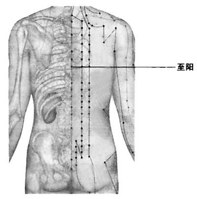 肩胛骨位置图