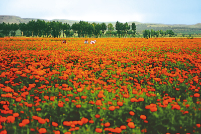 种植菊花农民增收