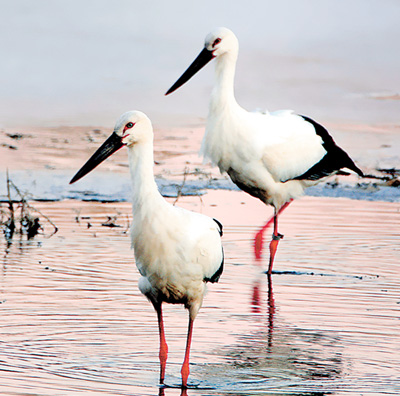 这个冬季,候鸟过得好安逸(美丽中国·跟着候鸟看生态(18))