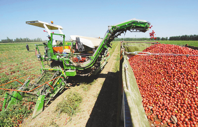 人民日报:番茄采摘机械化(2010.08.