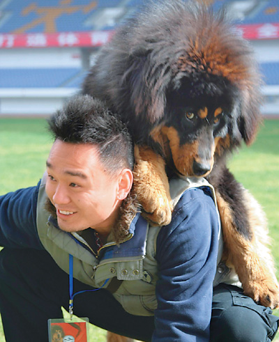 名贵藏獒走进寻常百姓家