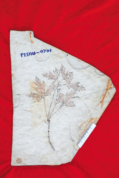 发现亿年前"李氏果"化石