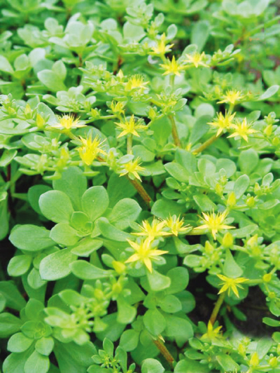 东南景天对镉-苯并[a]芘复合污染土壤的修复效果